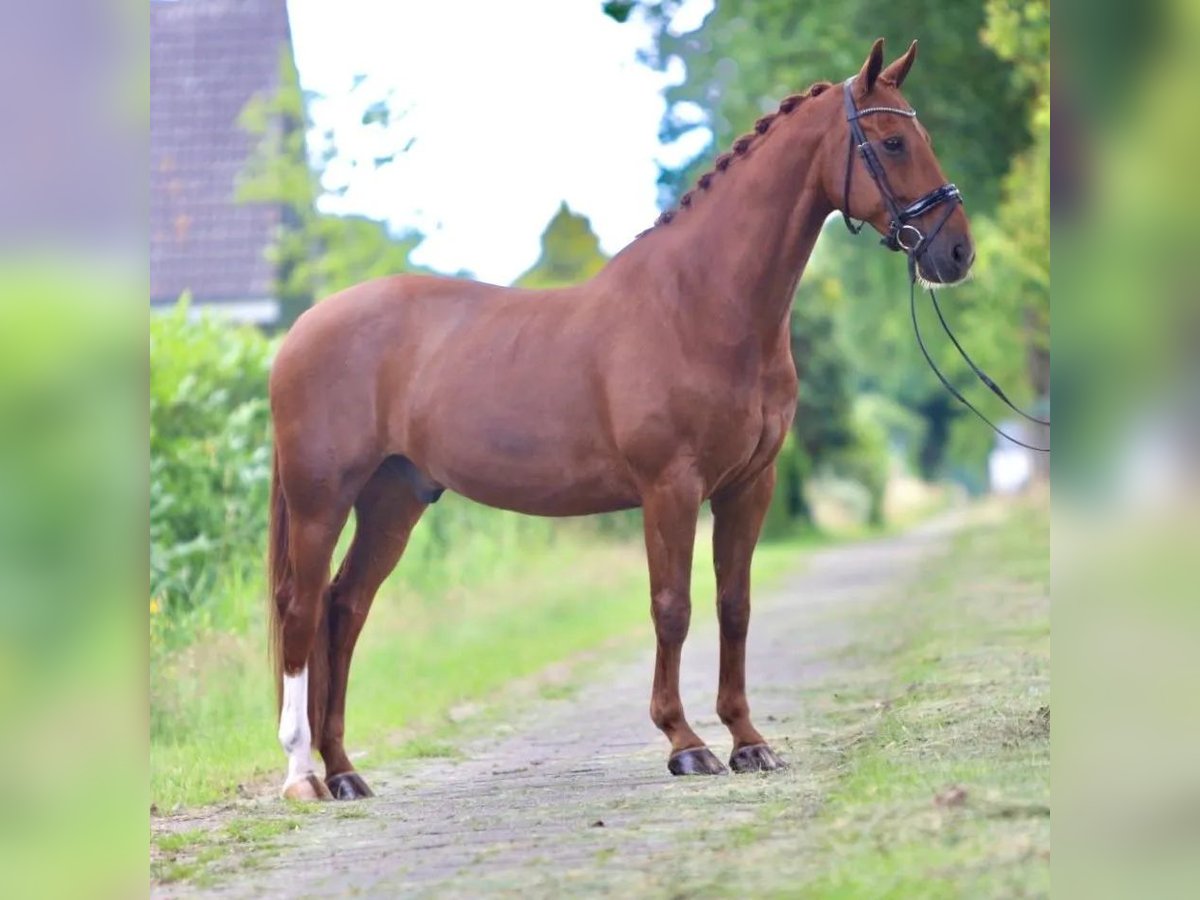 KWPN Caballo castrado 14 años 163 cm Alazán in Elim