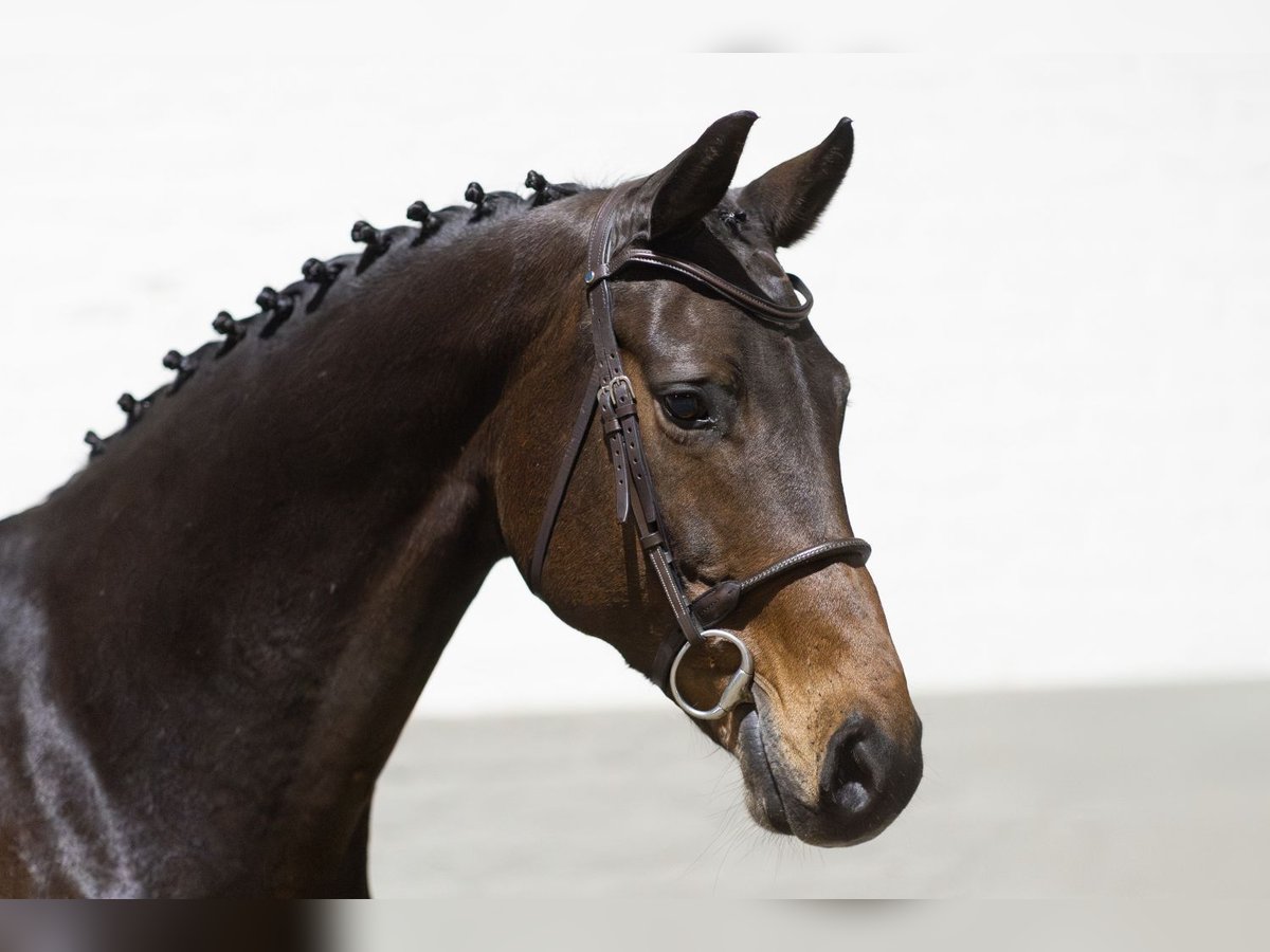 KWPN Caballo castrado 14 años 163 cm Castaño oscuro in Heerde