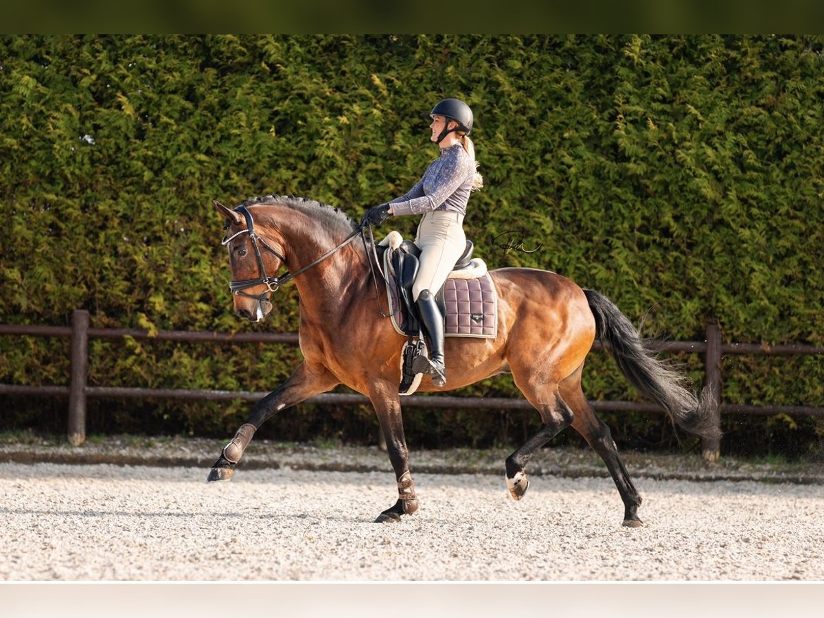 KWPN Caballo castrado 14 años 168 cm Castaño in Wergea