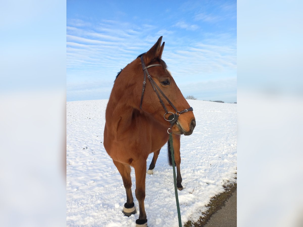 KWPN Caballo castrado 14 años 170 cm Castaño in Kißlegg