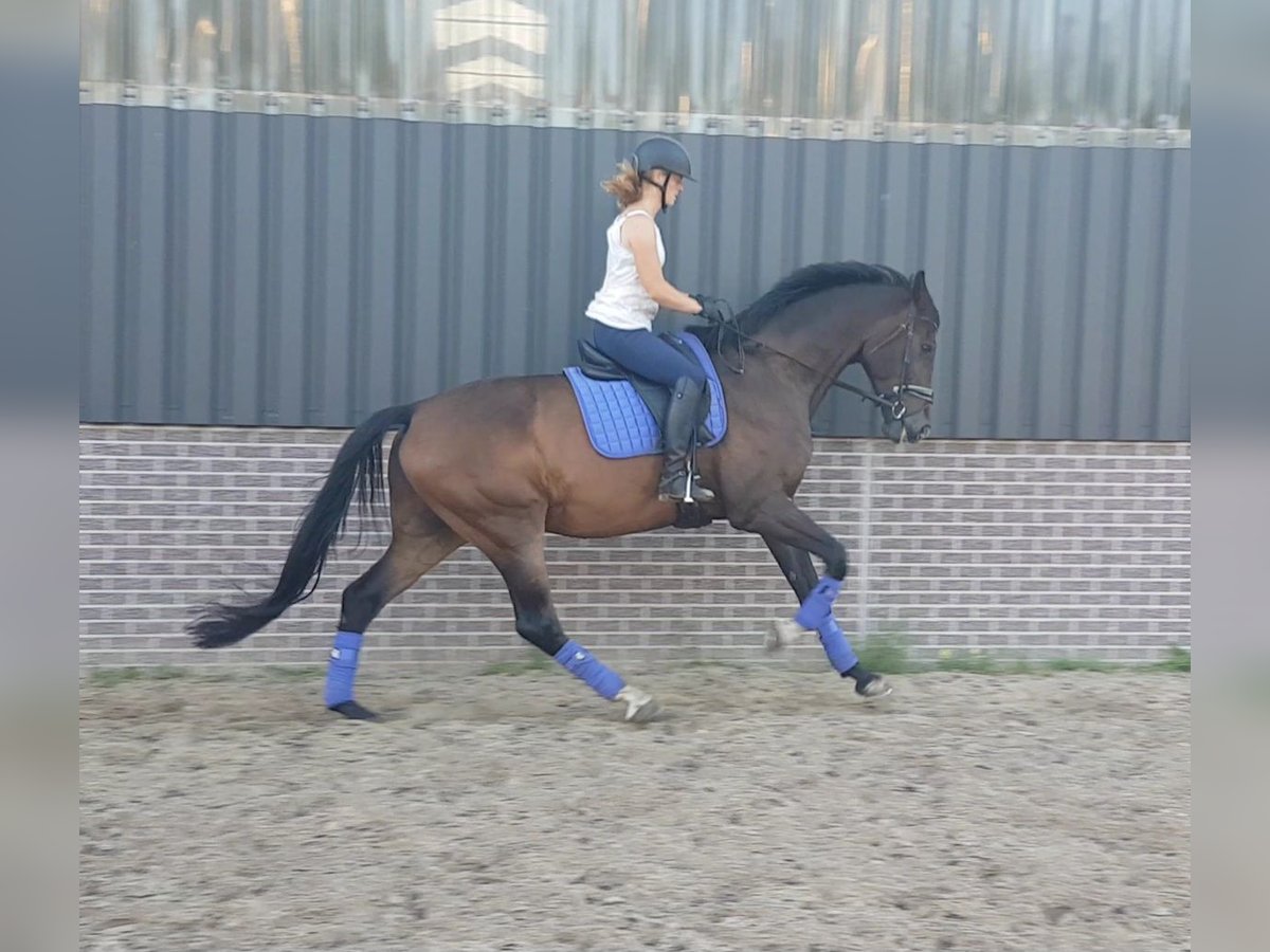 KWPN Caballo castrado 14 años 172 cm Castaño in Venray