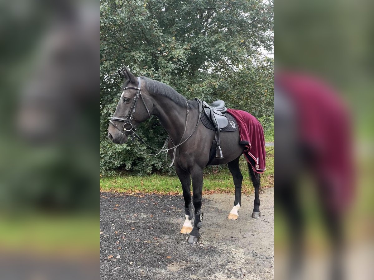 KWPN Caballo castrado 14 años 175 cm Castaño in Dobrá, Czech Republic