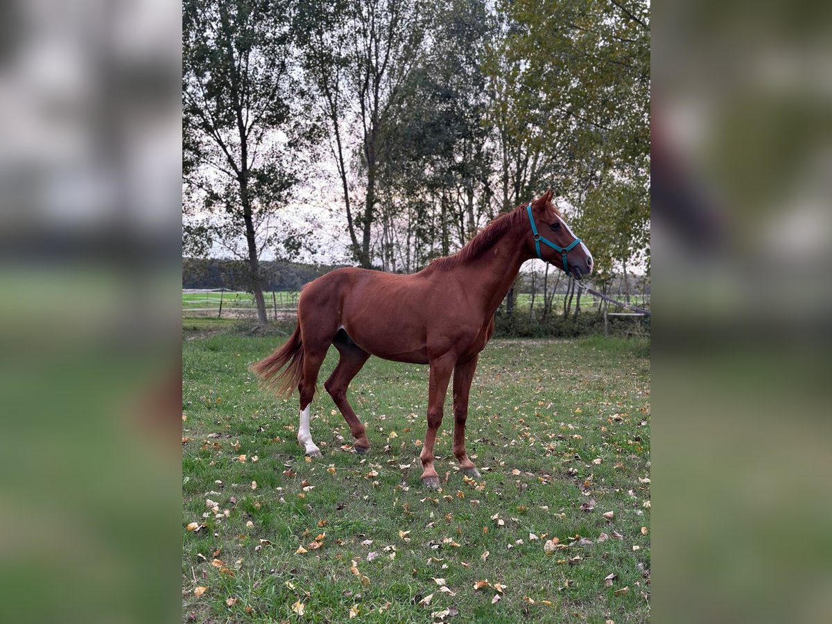 KWPN Caballo castrado 14 años Alazán in Ghezzano