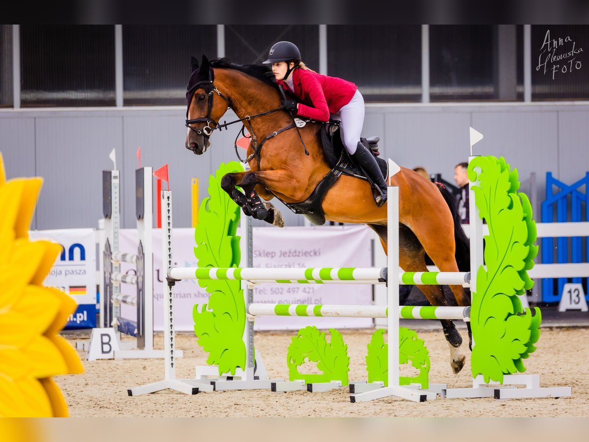 KWPN Caballo castrado 15 años 166 cm Castaño in Bro&#x144;czyce