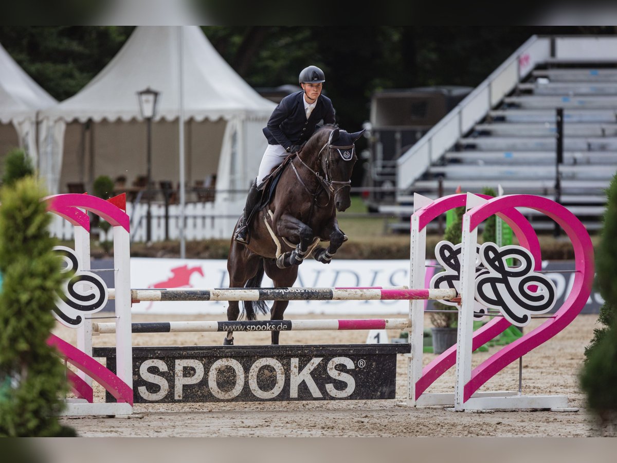 KWPN Caballo castrado 15 años 169 cm Castaño oscuro in Düsseldorf