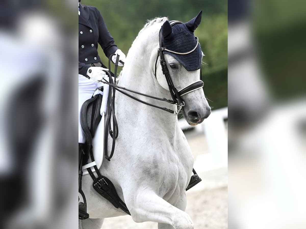 KWPN Caballo castrado 15 años 170 cm Tordo in Sint-Oedenrode