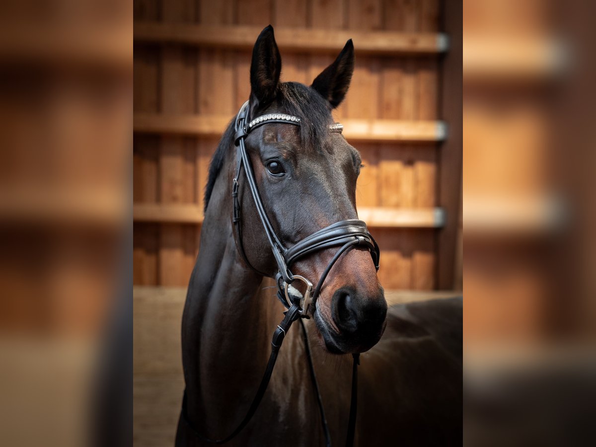 KWPN Caballo castrado 15 años 173 cm Castaño rojizo in Garnich