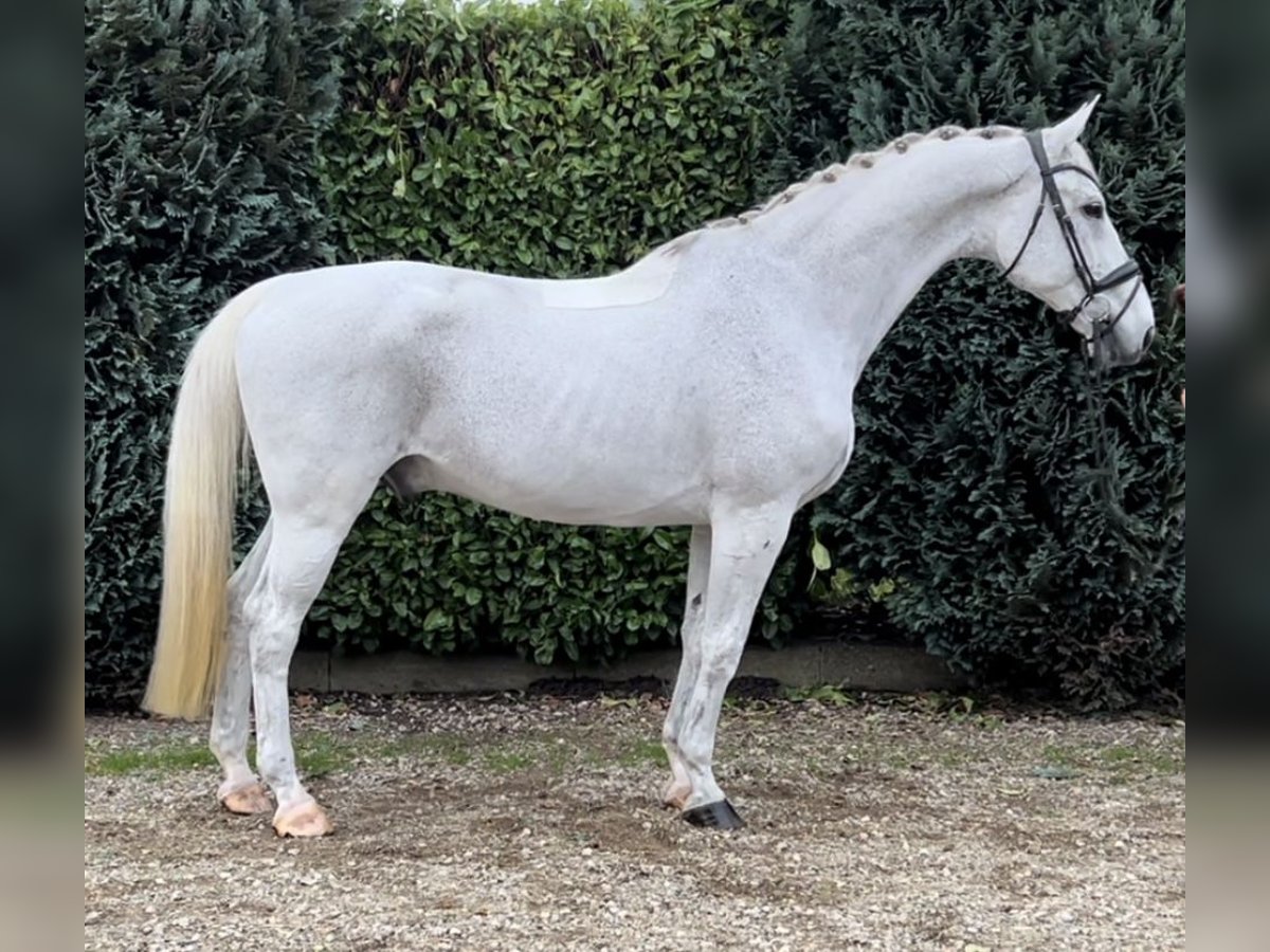 KWPN Caballo castrado 15 años 175 cm Tordo picazo in Oud Gastel