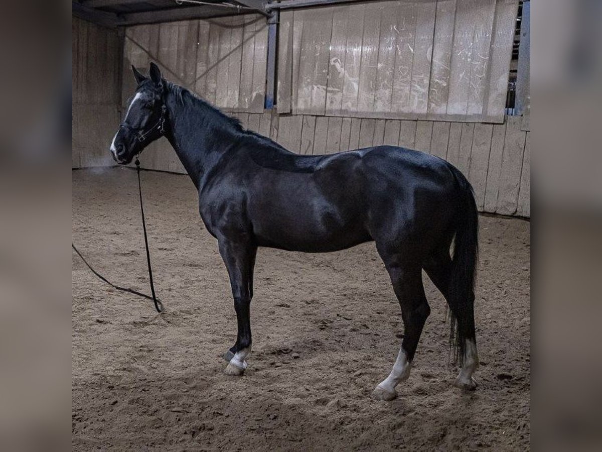 KWPN Caballo castrado 15 años 178 cm Negro in Anzing