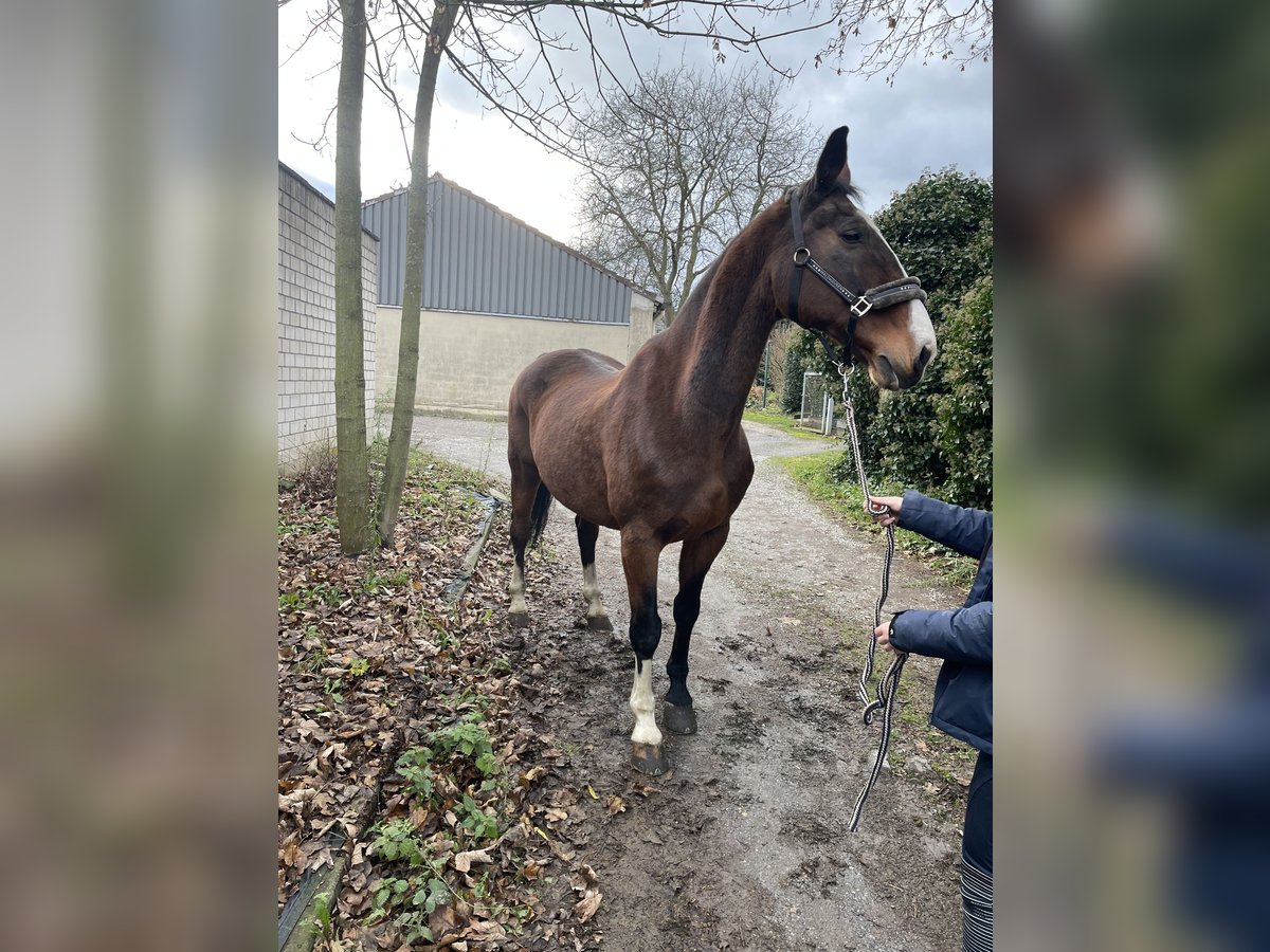 KWPN Caballo castrado 16 años 165 cm Castaño in Viersen