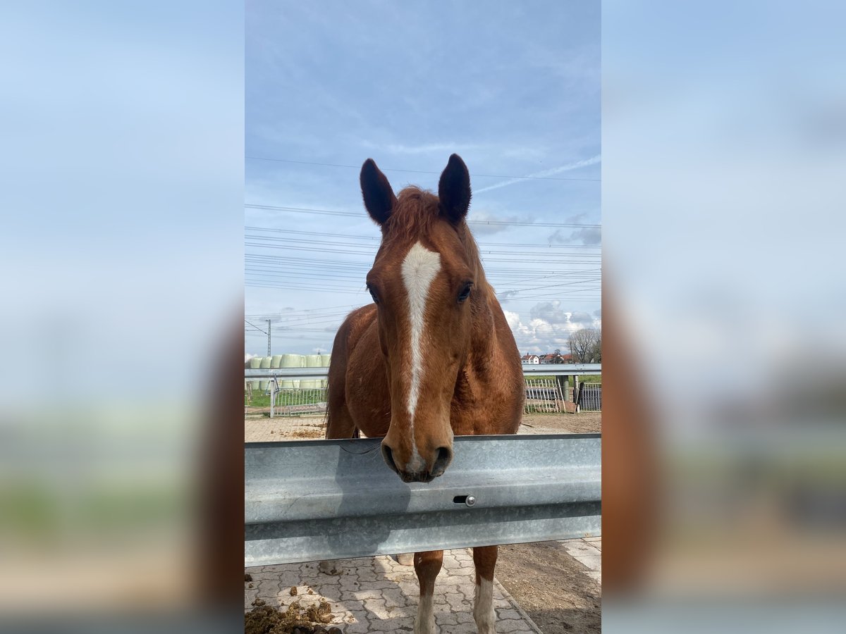 KWPN Caballo castrado 16 años 173 cm Alazán in Karlsruhe