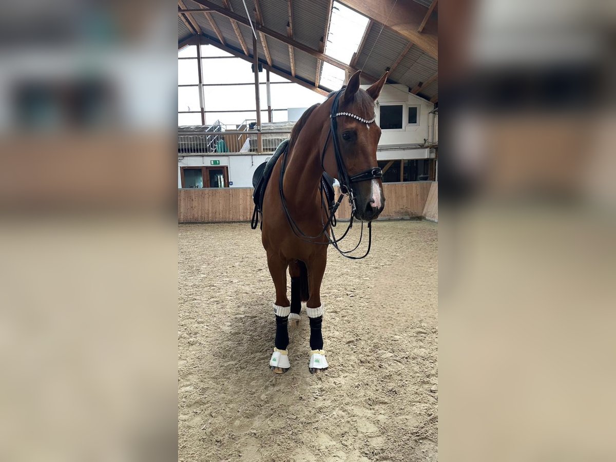 KWPN Caballo castrado 16 años 175 cm Alazán-tostado in Guxhagen