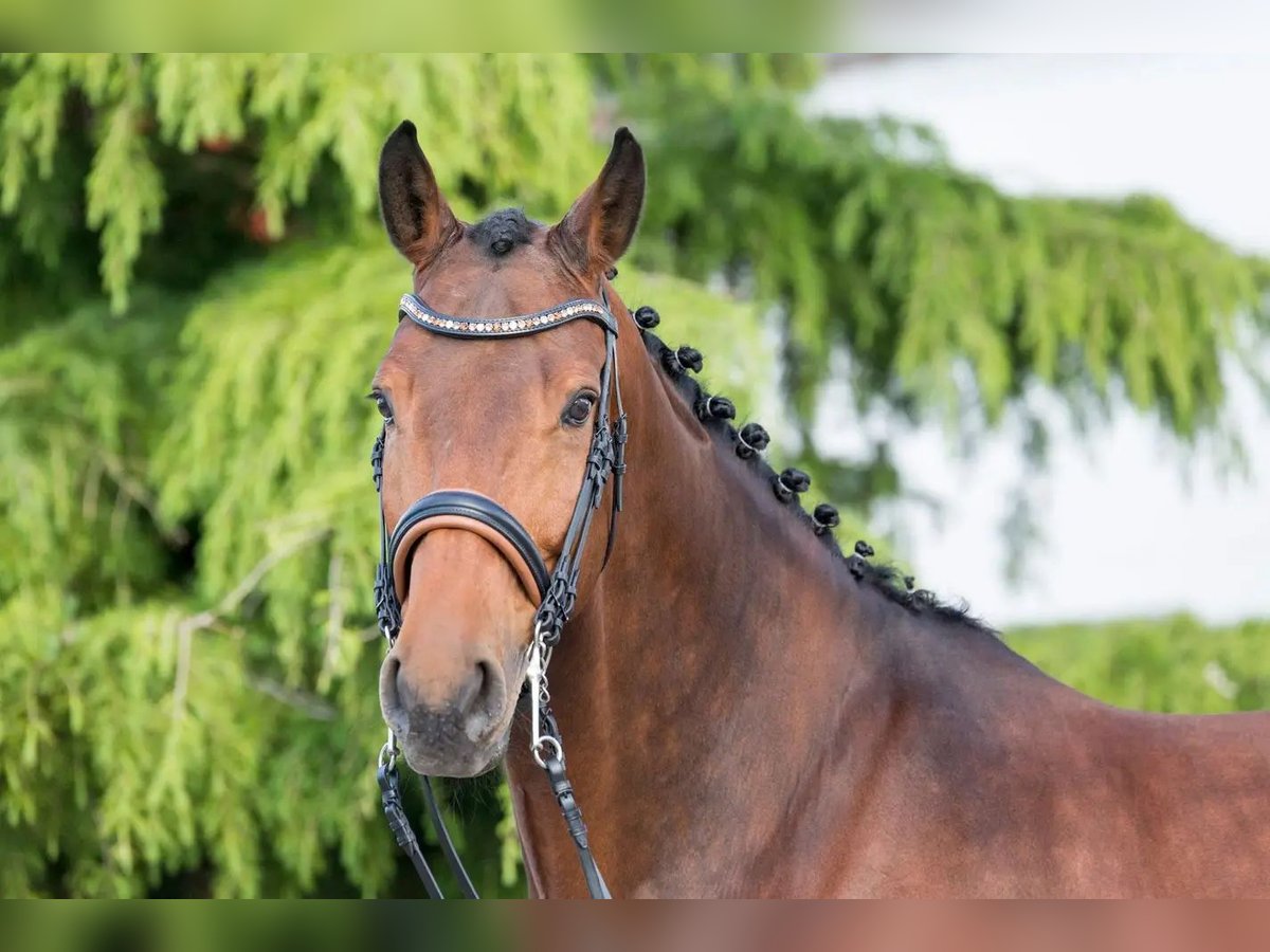 KWPN Caballo castrado 17 años 176 cm Castaño in Weil der Stadt