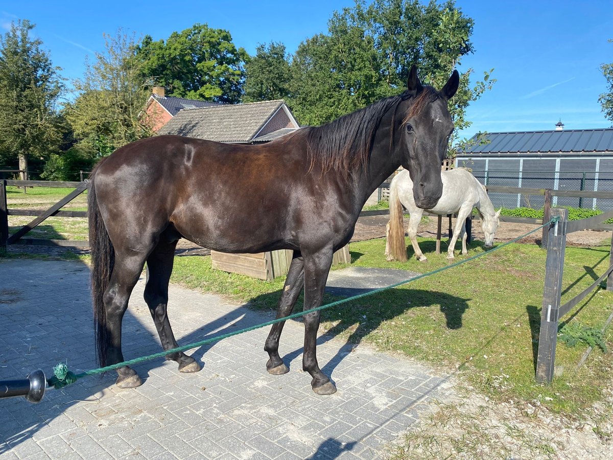 KWPN Caballo castrado 18 años 170 cm Morcillo in Kelpen-Oler