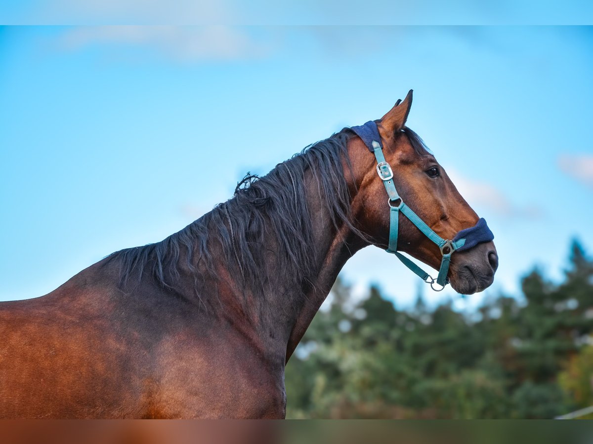 KWPN Caballo castrado 19 años 165 cm Castaño in Freienorla