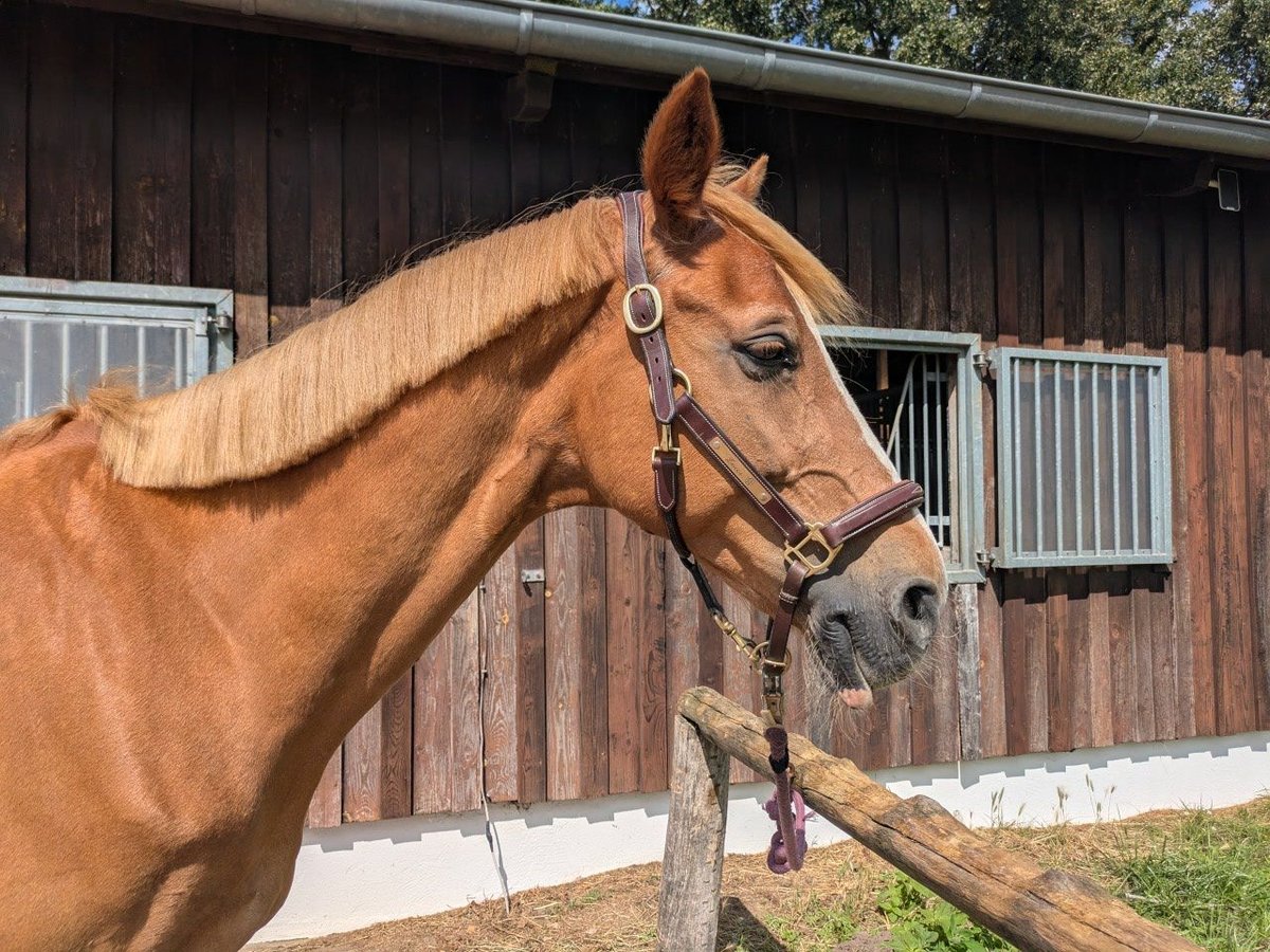 KWPN Caballo castrado 21 años 163 cm Alazán in Falkensee