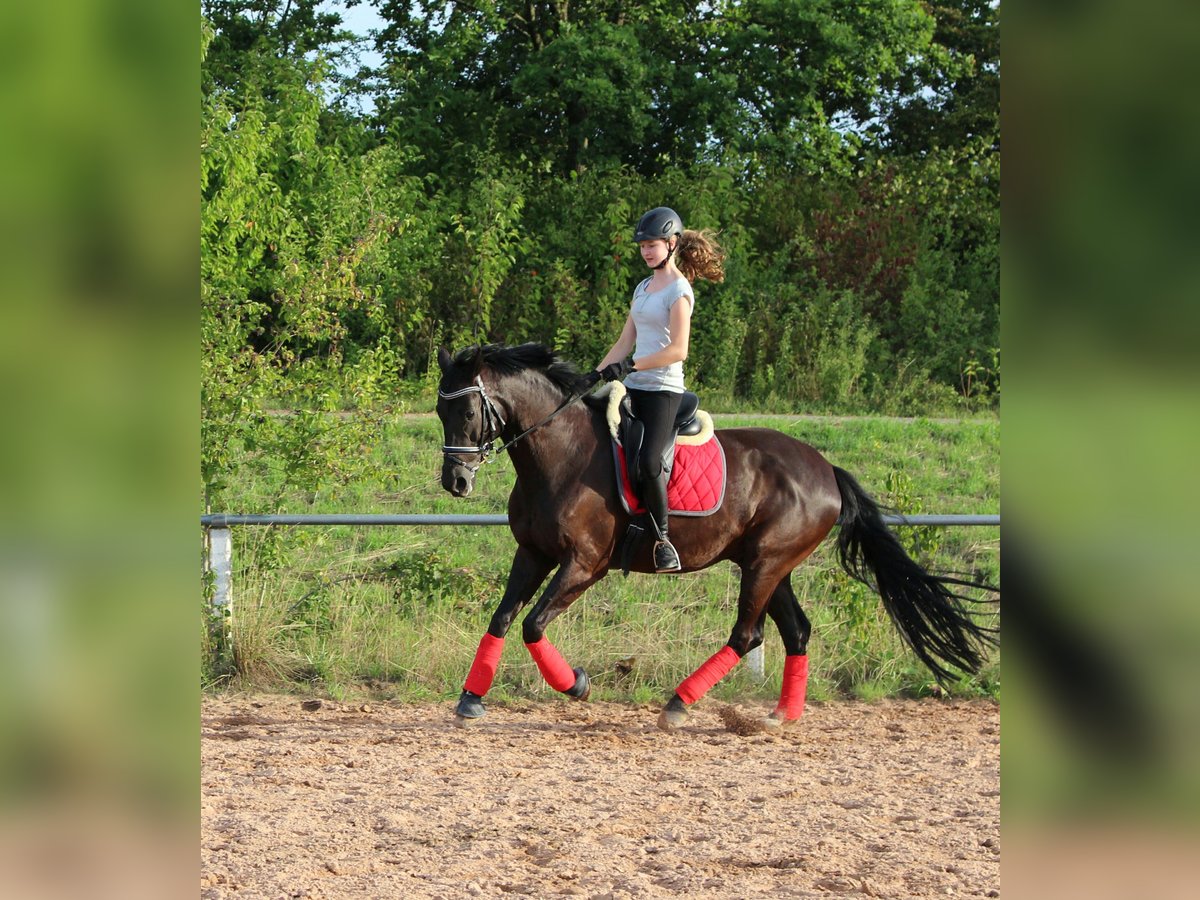 KWPN Caballo castrado 24 años 168 cm Negro in Pattensen