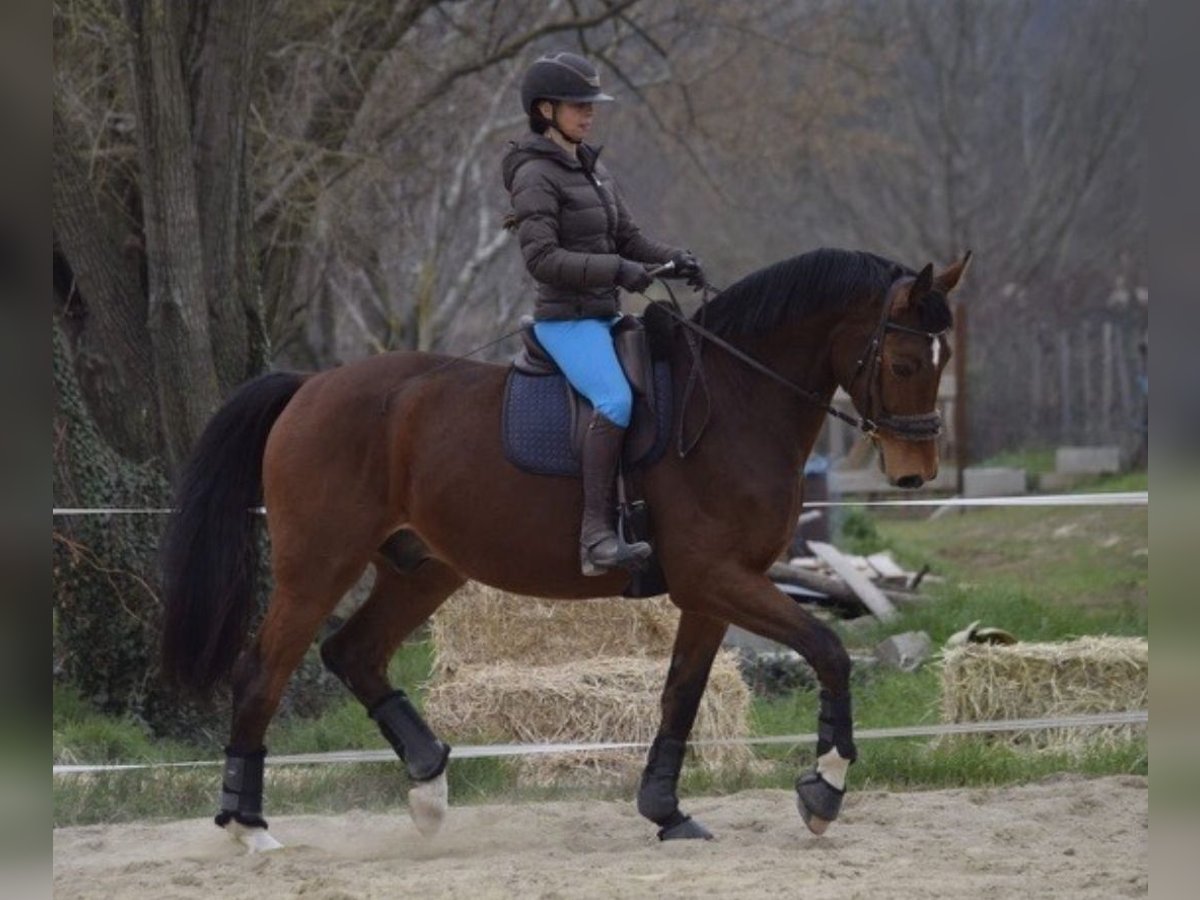 KWPN Caballo castrado 24 años 170 cm Castaño rojizo in Valence