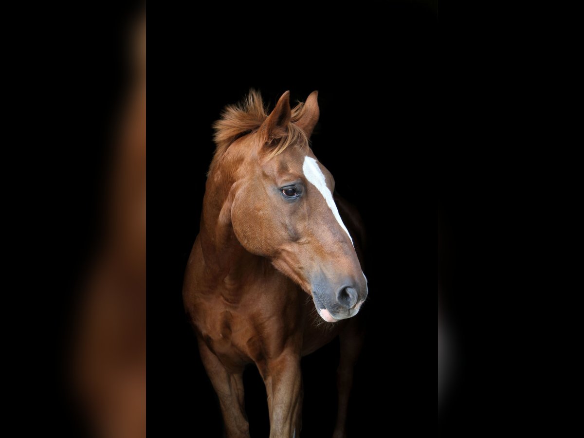 KWPN Caballo castrado 26 años 167 cm Alazán in Straelen