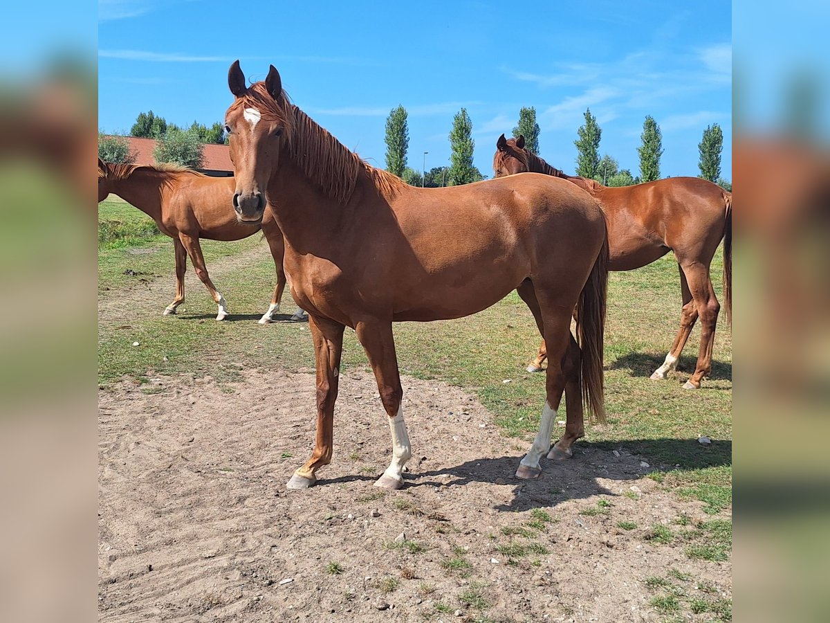 KWPN Caballo castrado 2 años 154 cm Alazán in Rijnsburg