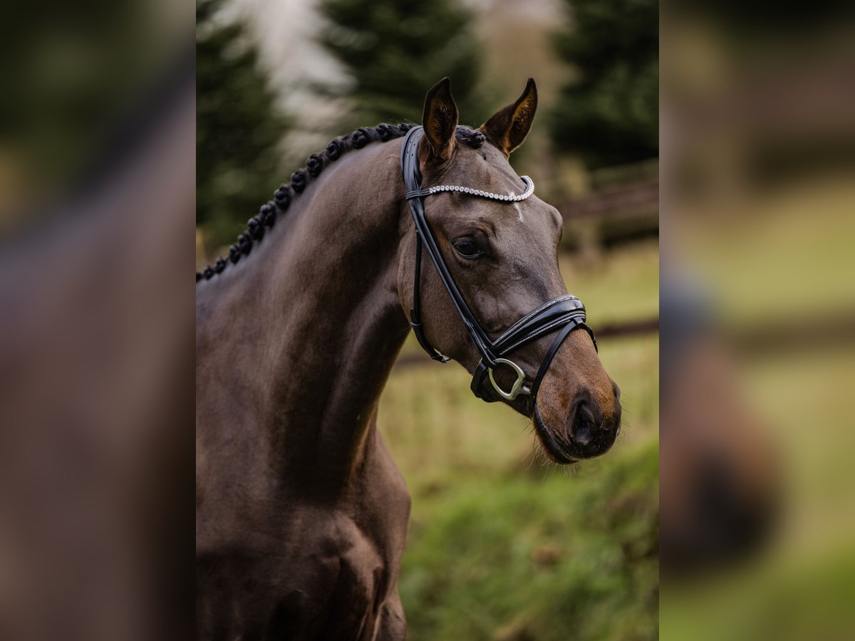 KWPN Caballo castrado 2 años 167 cm Castaño oscuro in Sch&#xFC;ttorf