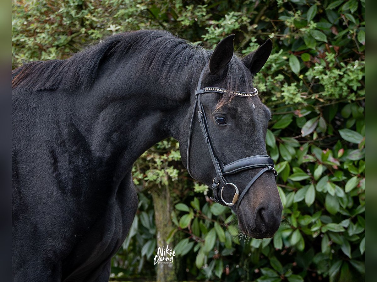 KWPN Caballo castrado 2 años 167 cm Negro in Haaksbergen