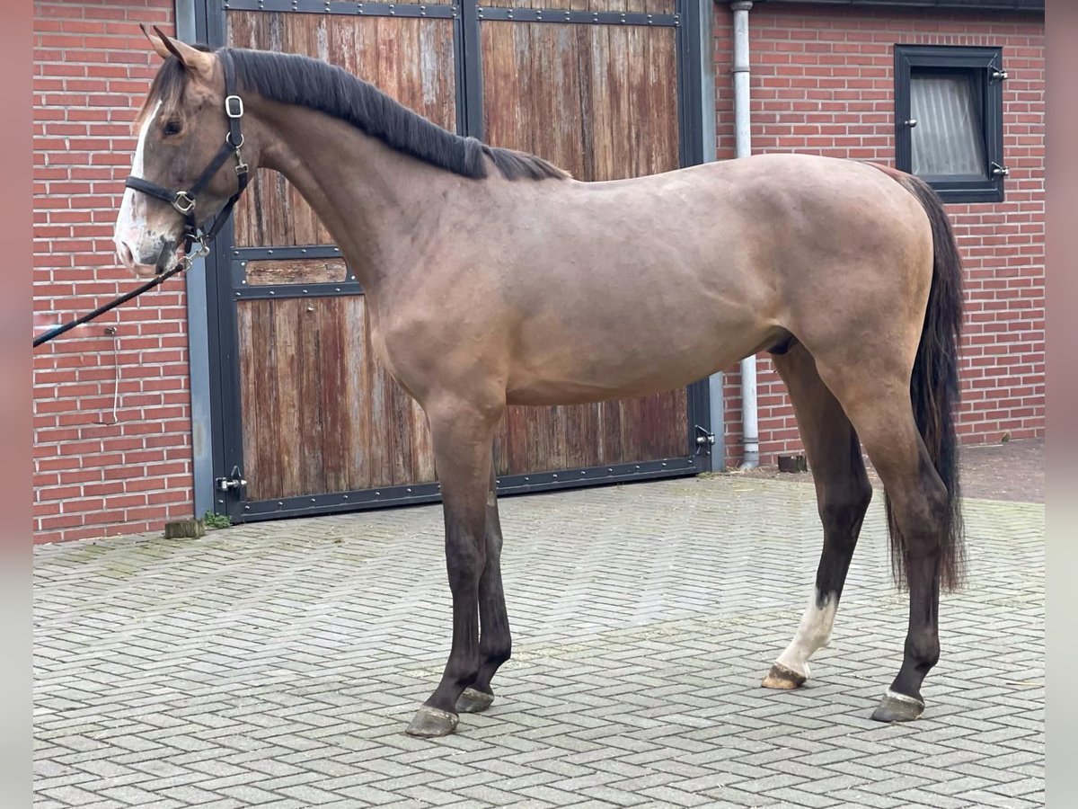 KWPN Caballo castrado 3 años 159 cm Castaño in Bocholt