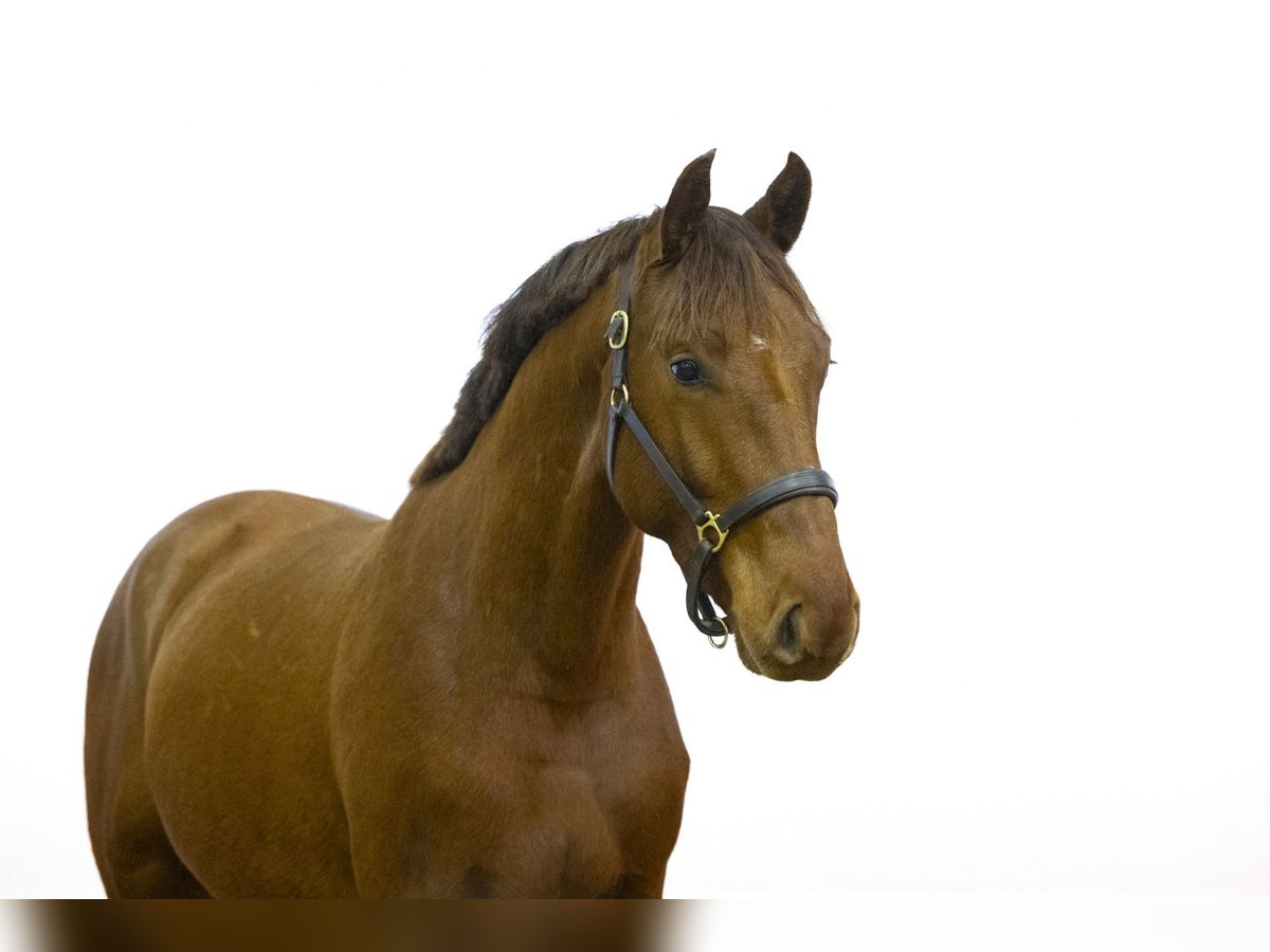 KWPN Caballo castrado 3 años 161 cm Alazán-tostado in Waddinxveen