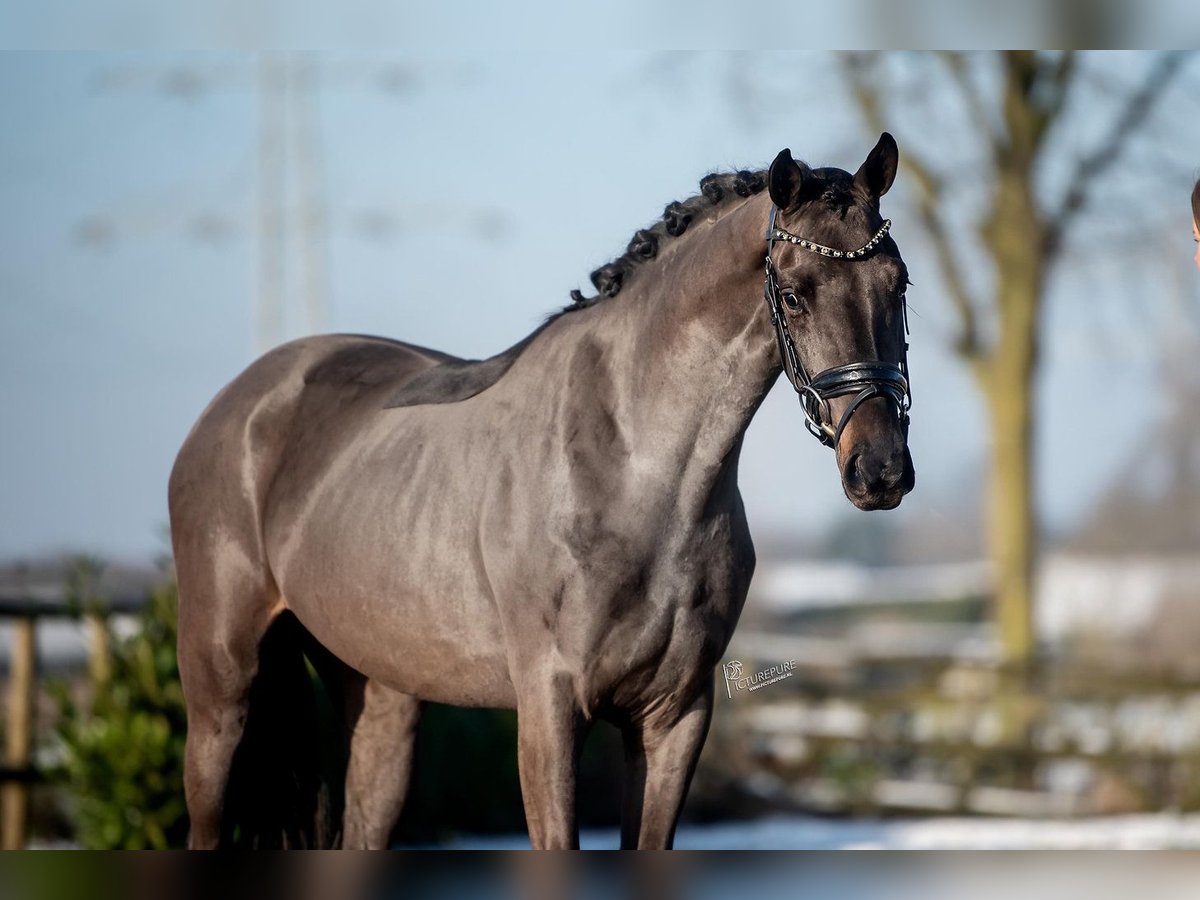 KWPN Caballo castrado 3 años 161 cm Negro in Weert