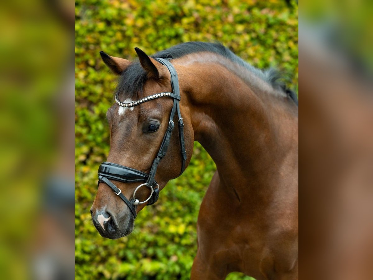 KWPN Caballo castrado 3 años 162 cm Castaño in Volkel