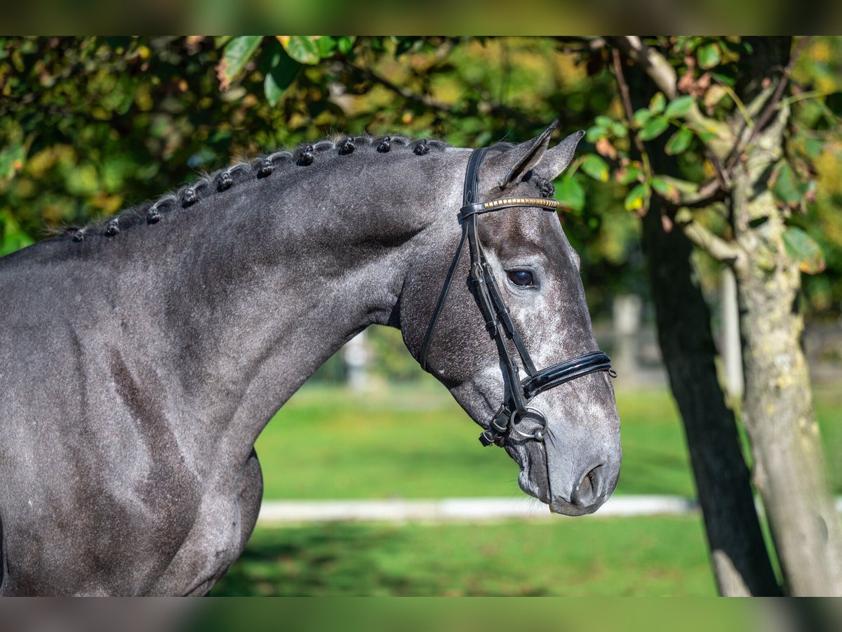 KWPN Caballo castrado 3 años 162 cm Tordo in GROTE-BROGEL