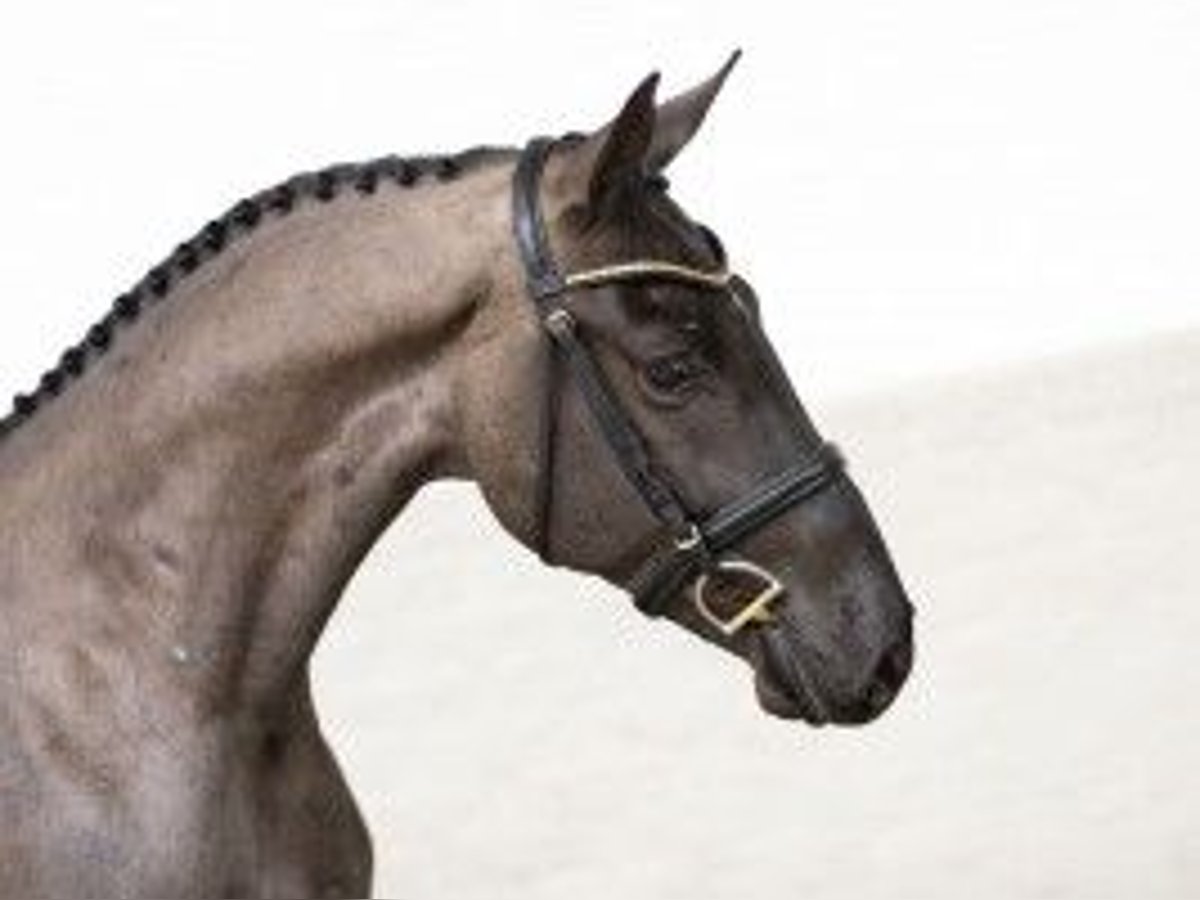 KWPN Caballo castrado 3 años 163 cm Tordillo negro in Heerde