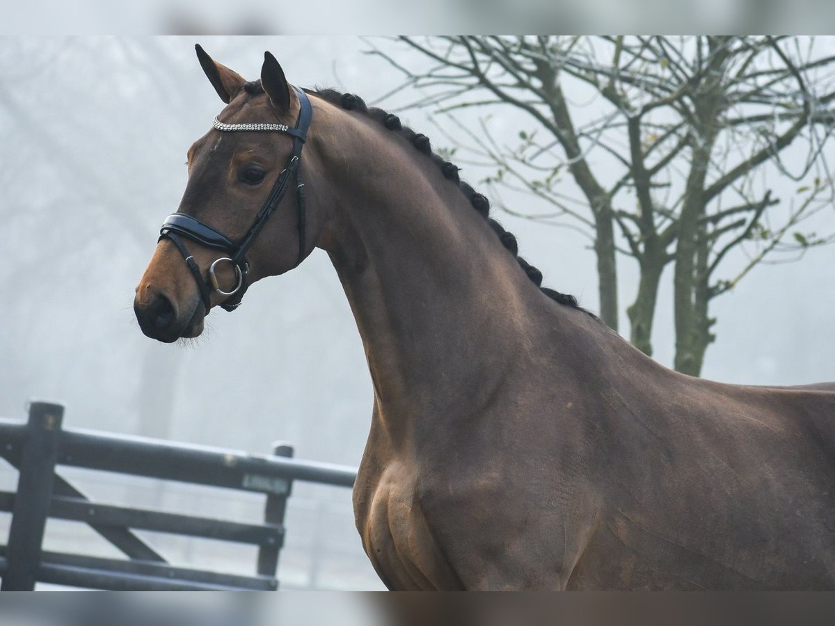 KWPN Caballo castrado 3 años 164 cm Castaño in Loon op Zand