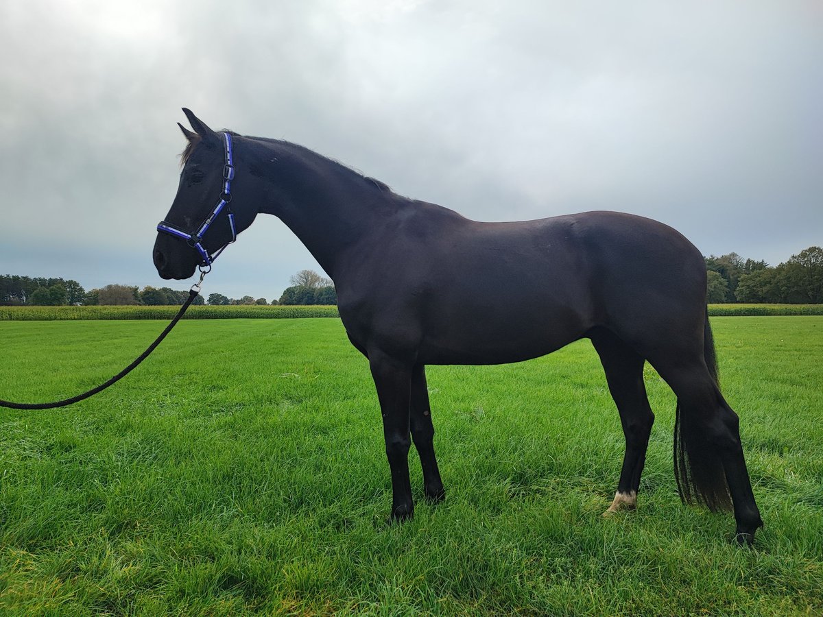 KWPN Caballo castrado 3 años 164 cm Negro in Lille