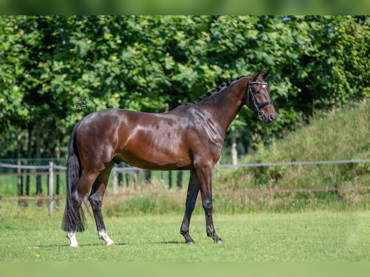 KWPN Caballo castrado 3 años 165 cm Castaño in Boxtel