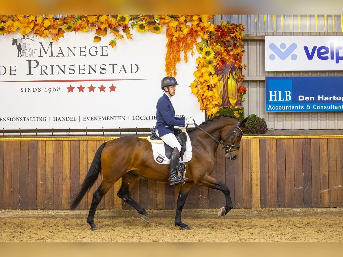 KWPN Caballo castrado 3 años 165 cm Castaño in Weert