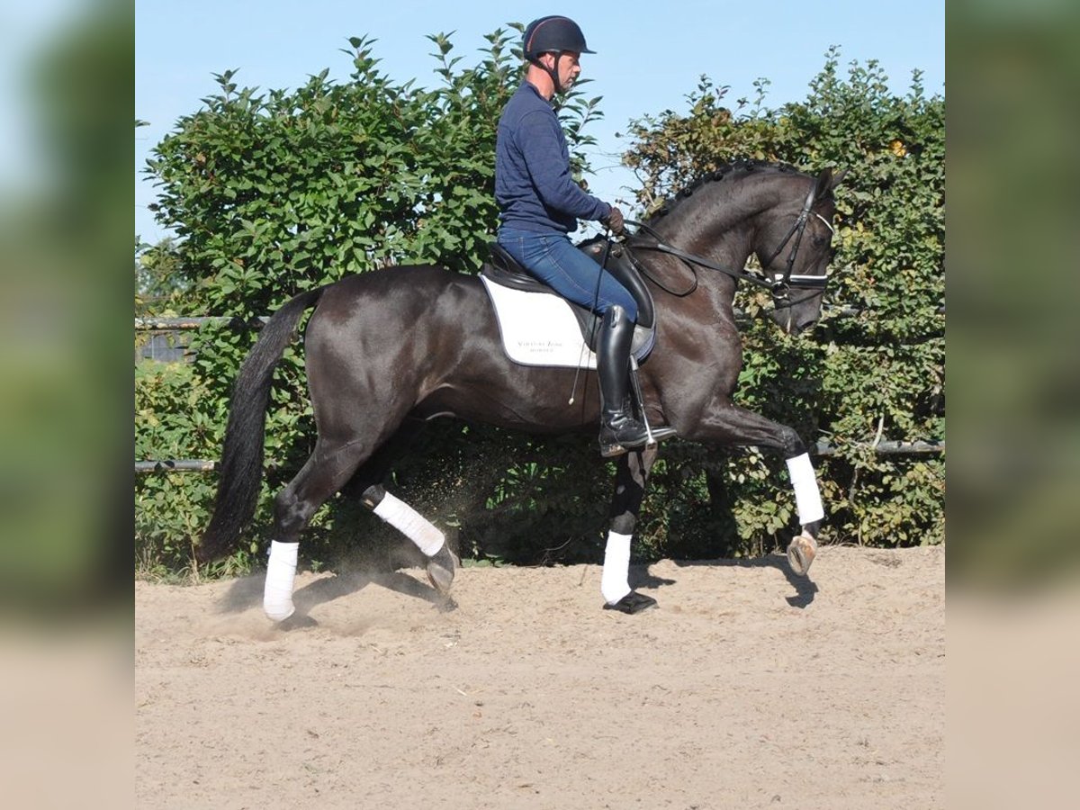 KWPN Caballo castrado 3 años 165 cm Morcillo in Prinsenbeek