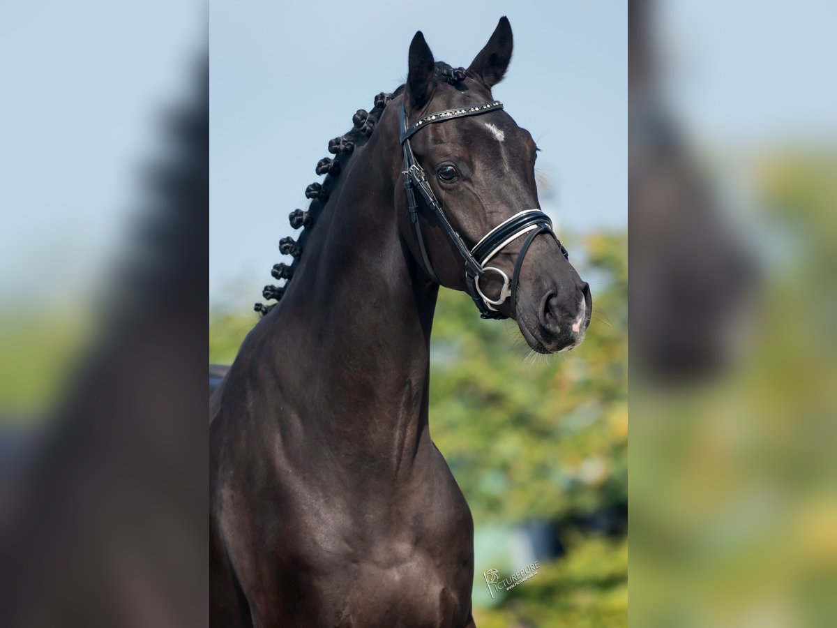 KWPN Caballo castrado 3 años 166 cm Negro in Goch