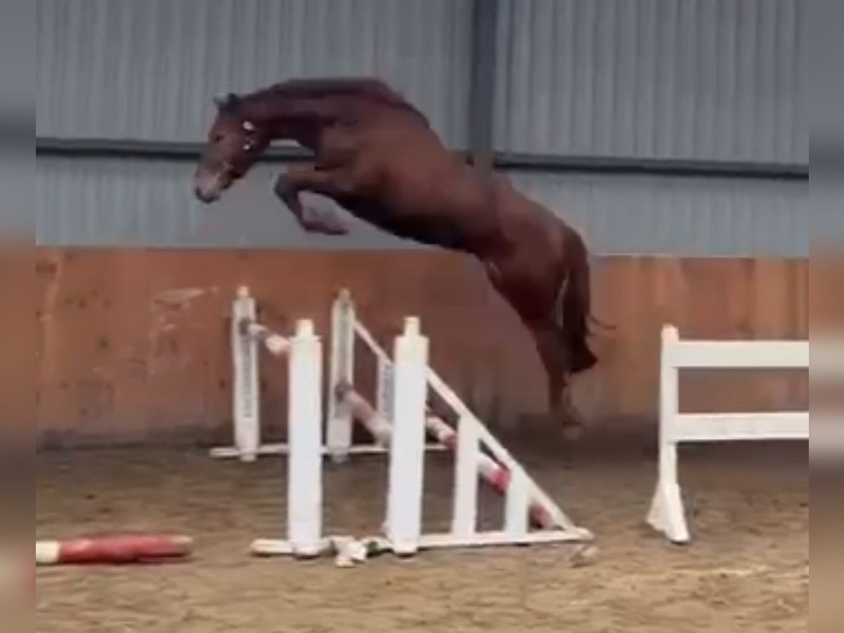 KWPN Caballo castrado 3 años 167 cm Alazán-tostado in Canterbury