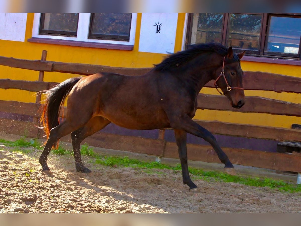 KWPN Caballo castrado 3 años 167 cm Castaño in Polenz KWPN Caballo castrado 3 años 167 cm Castaño in Polenz