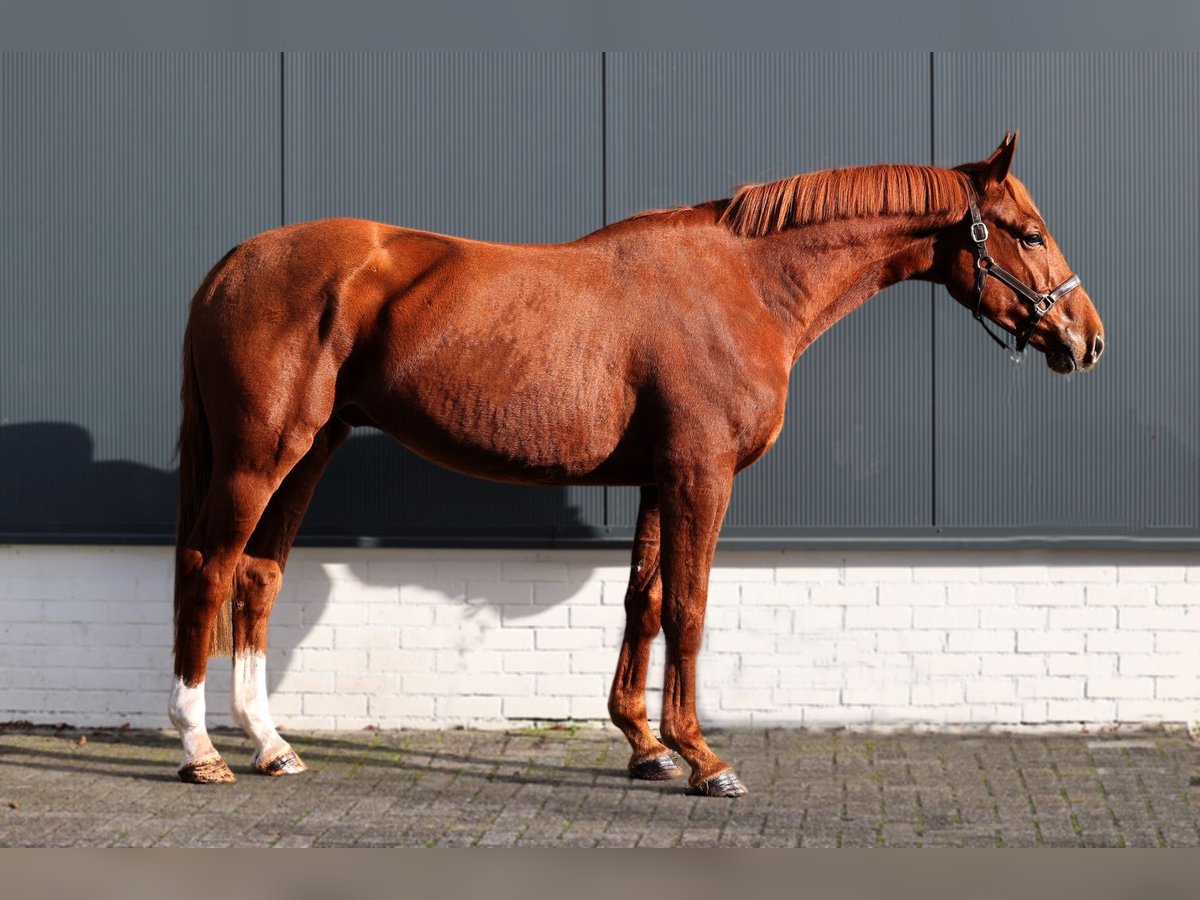 KWPN Caballo castrado 3 años 168 cm Alazán in Bladel