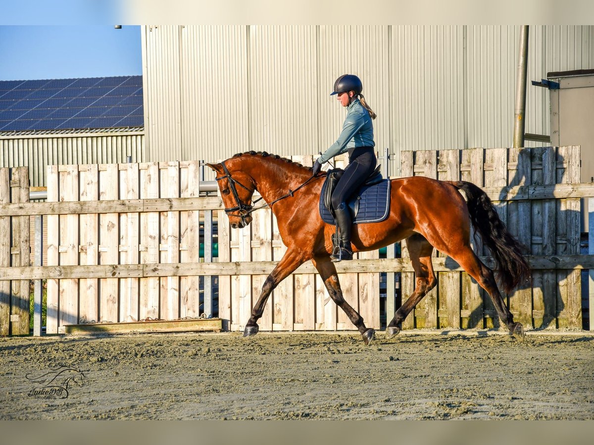 KWPN Caballo castrado 3 años 168 cm Castaño in Ridderkerk