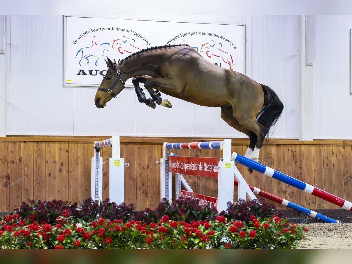 KWPN Caballo castrado 3 años 168 cm Castaño oscuro in Moergestel