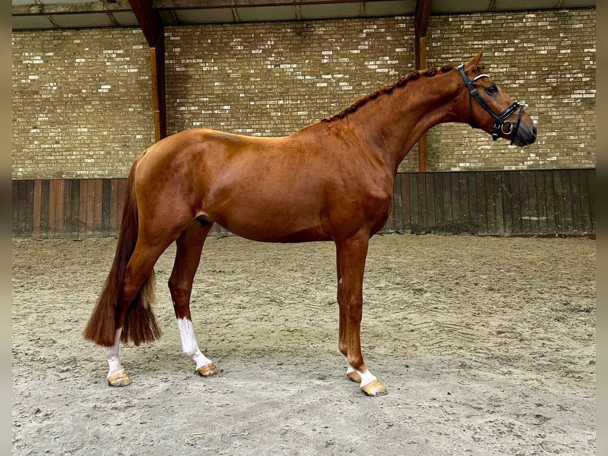 KWPN Caballo castrado 3 años 169 cm Alazán in Neuss