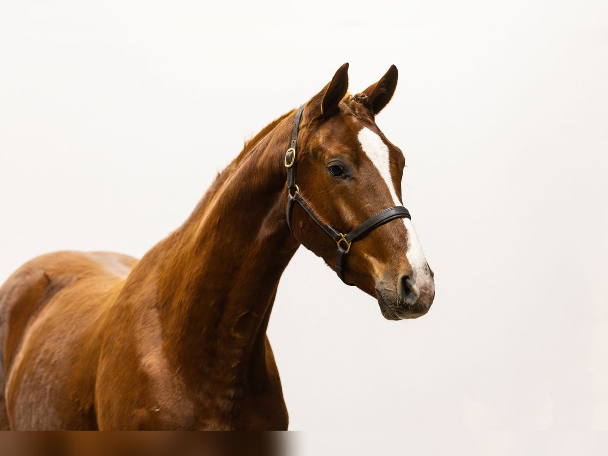 KWPN Caballo castrado 3 años 169 cm Alazán in Waddinxveen