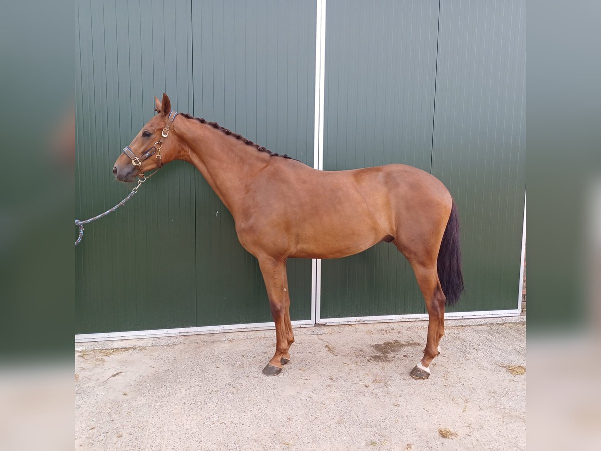 KWPN Caballo castrado 3 años 169 cm Alazán-tostado in Ommen