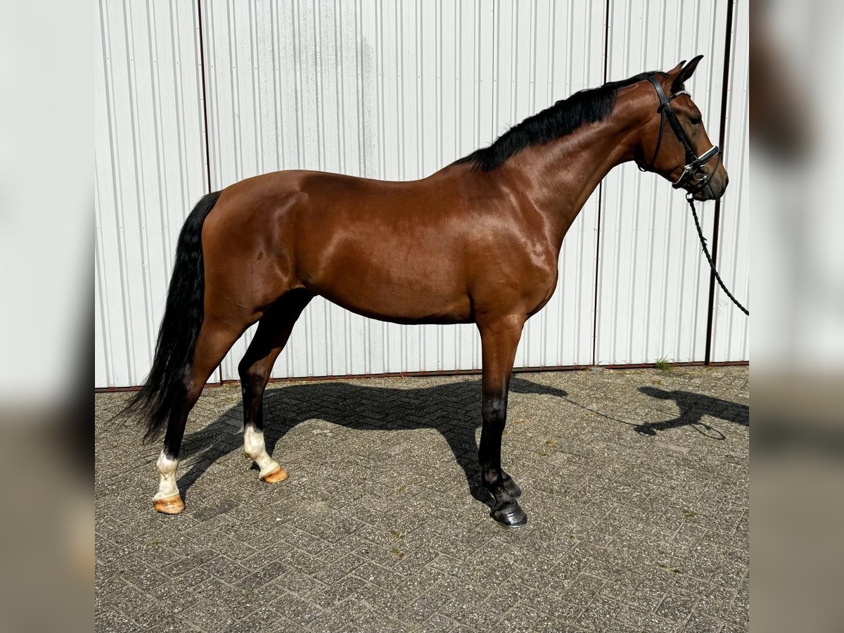 KWPN Caballo castrado 3 años 169 cm Castaño in Beugen