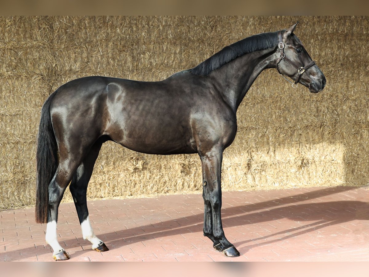 KWPN Caballo castrado 3 años 169 cm Negro in Moergestel