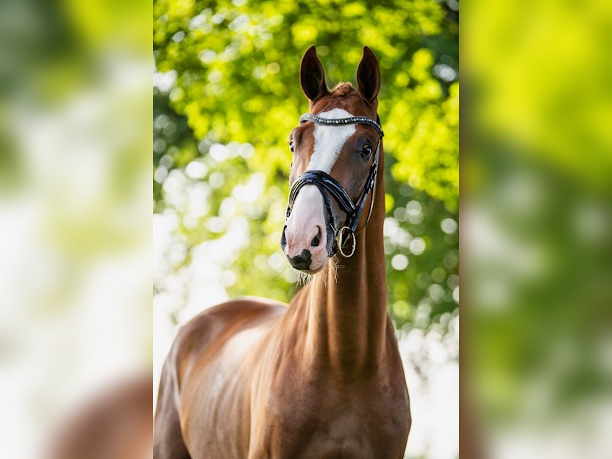 KWPN Caballo castrado 3 años 170 cm Alazán in Gemonde