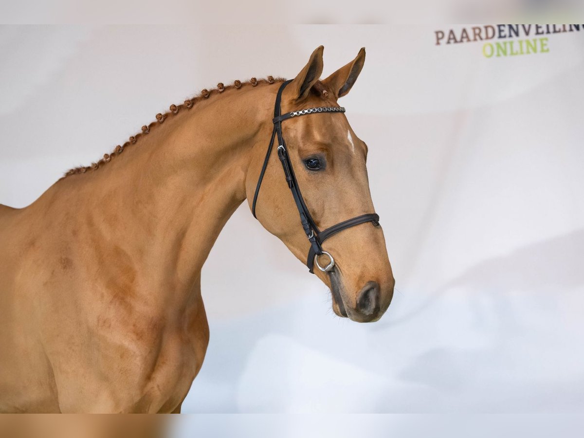 KWPN Caballo castrado 3 años 170 cm Alazán-tostado in Heerde